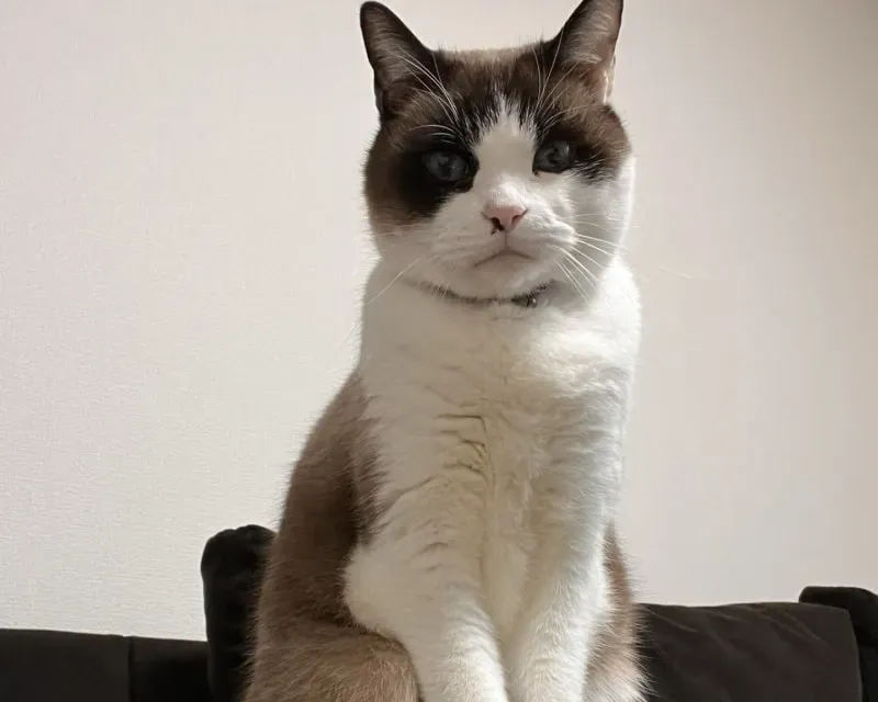 スノーシュー 猫 ブリーダーから迎える前に知るべきこと：信頼できる選び方と確実な方法